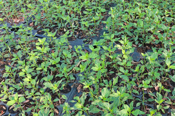 Small chilli plant.