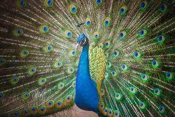 Obraz premium peacock