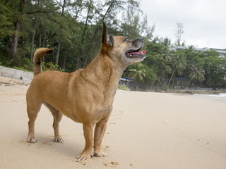 Dog on beach/Happy cute dog on the beach