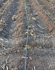 Young chili plant in the farm with Self-compensating dripper irrigation used in agriculture.
