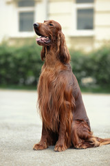 Portrait of a beautiful Irish setter in the city. The dog performs the sit command. Grooming of the coat