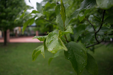 summer in Italy, the rain, the greenery and the river