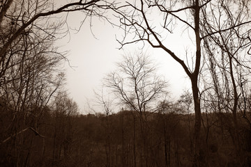 Obraz premium Dry tree branches in the forest, black and white.