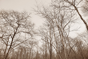 Dry tree branches in the forest, black and white.