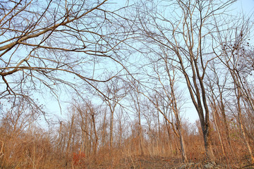 Dry tree branches background.