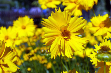 Blumen gelb Sommer