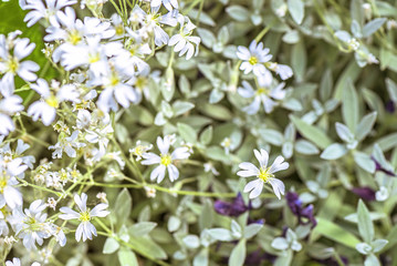 White flowers background euphorbia leucocephala lotsy, close up and shallow focus
