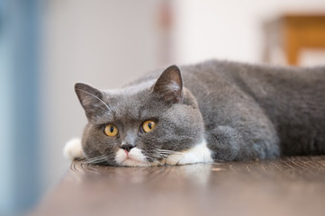 The gray British cat, lay on the table