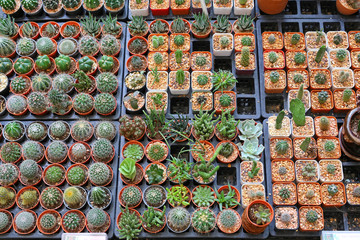 Fototapeta na wymiar Group of cactus in greenhouse growing.