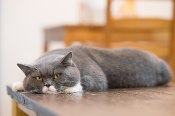 Fototapeta na wymiar The gray British cat, lay on the table