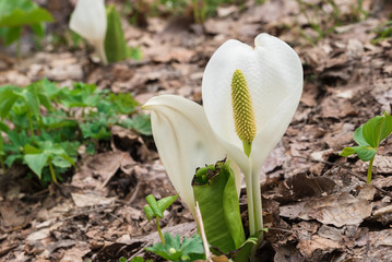 《日本の花》水芭蕉