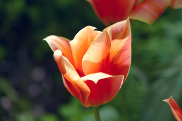 Close-up macro Tulips flower