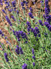 Fototapeta premium Lavendel