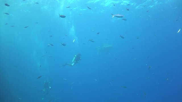 Whale shark comes really close to the camera
