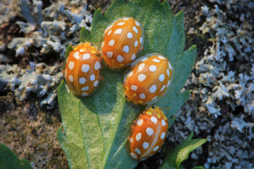 Fototapeta premium Orange ladybird bugs