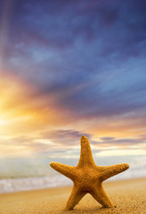 Naklejka na ściany i meble Starfish on the beach on a sunny day