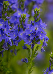Veronica austriaca 'Königsblau' mit Wildbiene