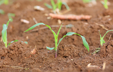 Growing Young Green Corn Seedling Sprouts in Cultivated Agricultural Farm Field, Selective Focus with Shallow Depth of Field.