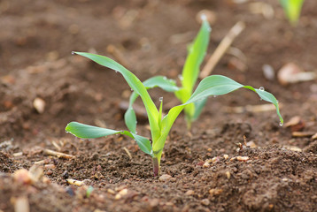 Growing Young Green Corn Seedling Sprouts in Cultivated Agricultural Farm Field, Selective Focus with Shallow Depth of Field.