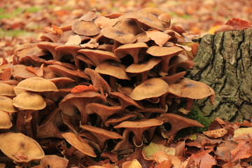 Mushrooms in a fall forrest