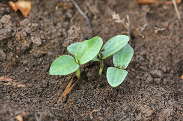Young pumpkin sprouts in the planting.