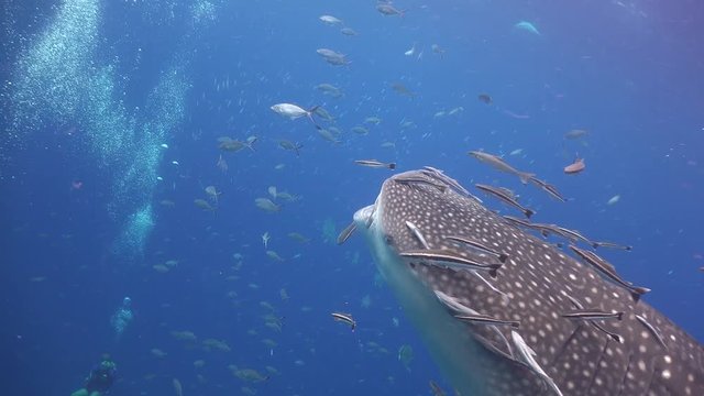 Whale shark with open mouth 