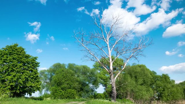4K .Beautiful clouds over rural area with the dried-up tree.  Time lapse without birds