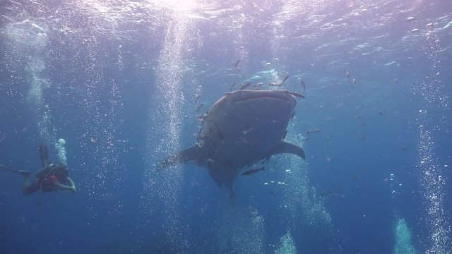 Whale shark and divers / 
