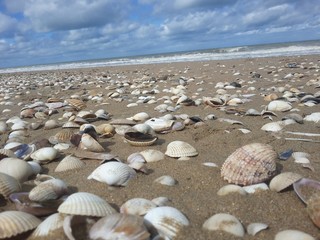 Plage de coquillages