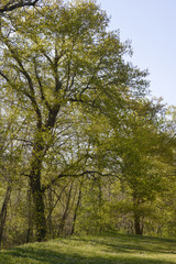 Chêne pédonculé, Quercus robur