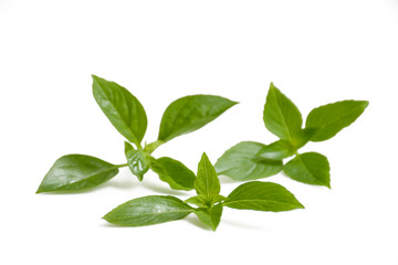 Basil leaf on white background