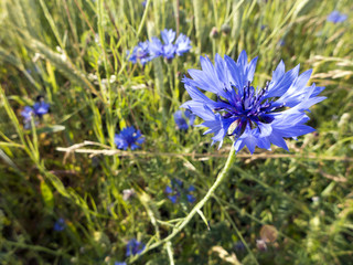 Kornblumen in einem Getreidefeld