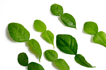 Lime leaves on white background