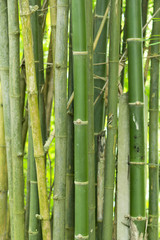 Fototapeta premium Bambus