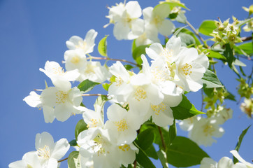 White flowers and green leaves with a blue sky on the background.
