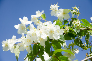 White flowers and green leaves with a blue sky on the background.