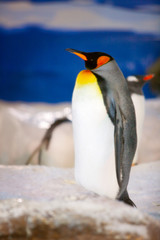 Emperor penguin