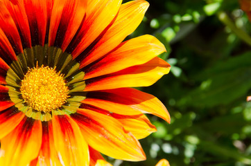Gazania linearis. Close-up