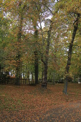 Naklejka premium An autumn forrest