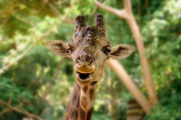 giraffe © feelartfeelant