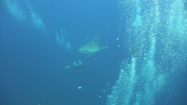 Whale shark and divers / 