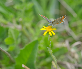 Orange butterfly on yellow flower