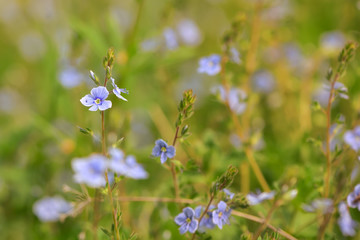 Nemophila flower field, blue flowers