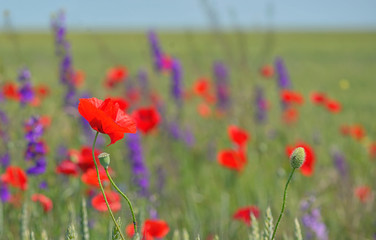 colorful flowers on field