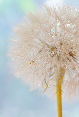 Dandelion seeds - fluffy blowball