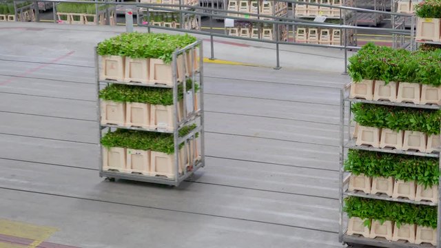 881_Boxes_of_green_plants_on_the_flower_train.mov
