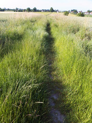 Wiesenweg zwischen Getreidefelder