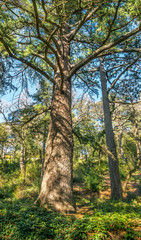 A pine tree in a park