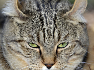 Closeup Cat Expression