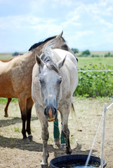 gray horse and buckskin horse in field